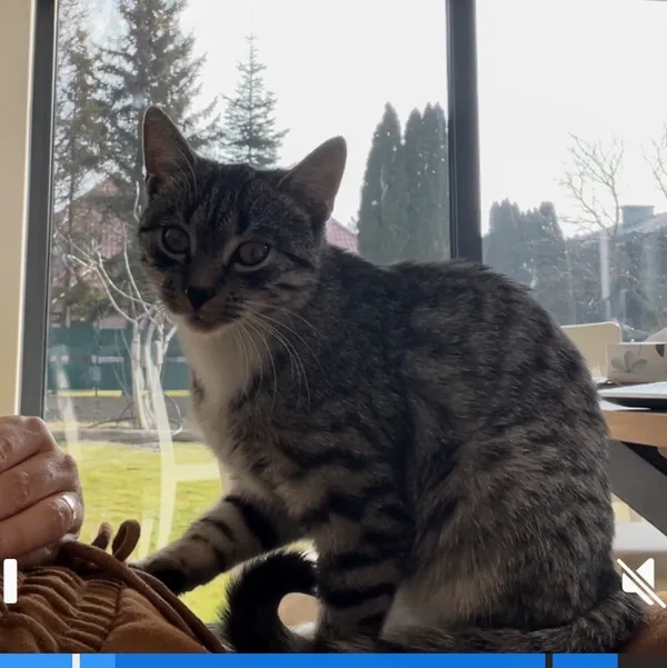 Zaginął kot, Warszawa, Ursynów, 25 marca 2025