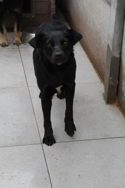 Pies do adopcji, Bełchatów, 29 października 2024 (2/3)