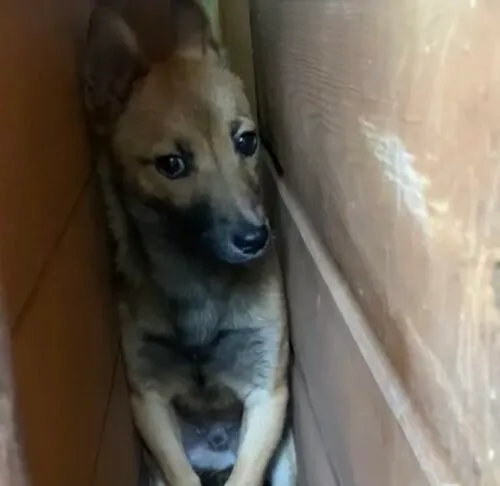 Pies do adopcji, Głowno, 25 marca 2025 (3/5)