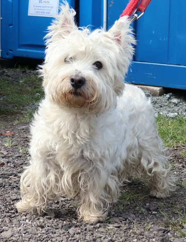 Znaleziono psa, Łódź, 24 marca 2025 (2/2)