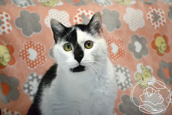 Kot do adopcji, Chełmek, 9 listopada 2024