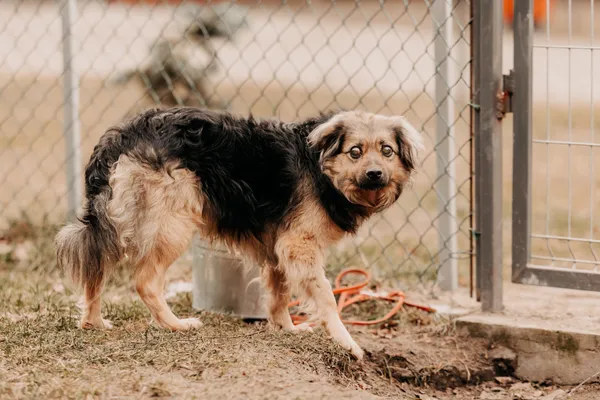 Pies do adopcji, Czartki, 25 marca 2025 (1/5)