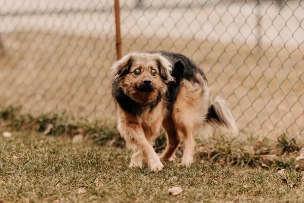 Pies do adopcji, Czartki, 25 marca 2025 (2/5)