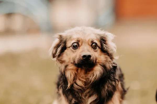 Pies do adopcji, Czartki, 25 marca 2025 (4/5)