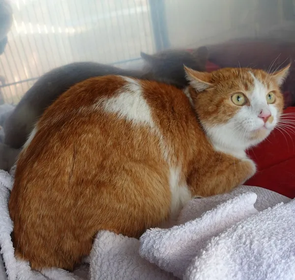 Znaleziono kota, Gdańsk, 25 marca 2025