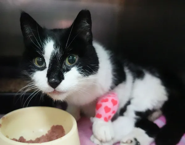 Znaleziono kota, Gdańsk, 25 marca 2025