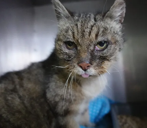 Znaleziono kota, Gdańsk, 25 marca 2025