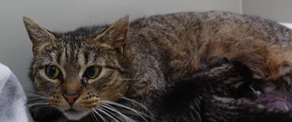 Znaleziono kota, Gdańsk, 25 marca 2025