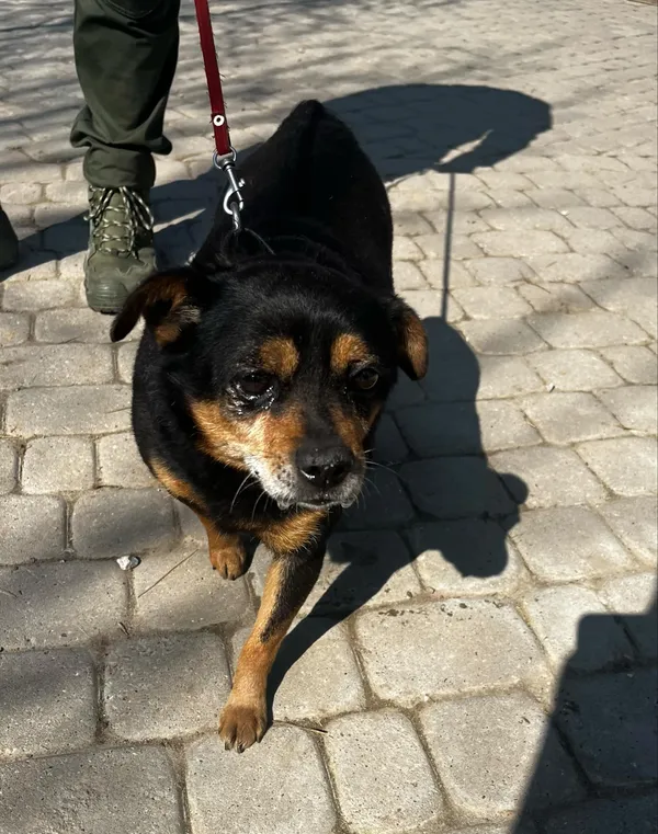 Pies do adopcji, Orzechowce, 26 marca 2025 (5/5)