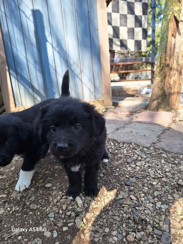 Pies do adopcji, Orzechowce, 25 marca 2025 (1/2)