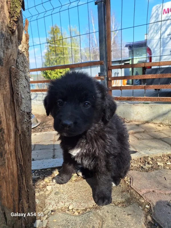 Pies do adopcji, Orzechowce, 25 marca 2025 (2/2)