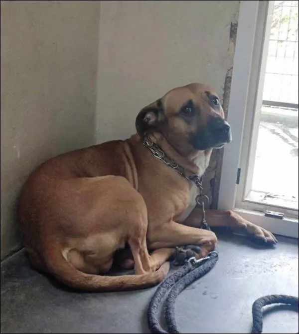 Znaleziono psa, Grudziądz, 26 marca 2025