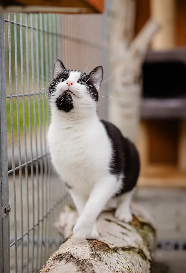 Kot do adopcji, Częstochowa, 2 września 2024 (1/5)