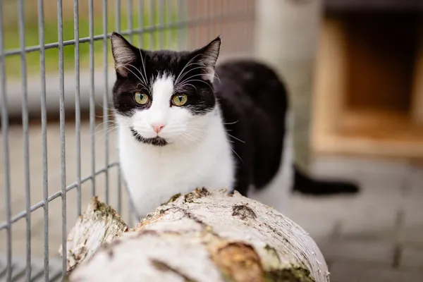 Kot do adopcji, Częstochowa, 2 września 2024 (2/5)