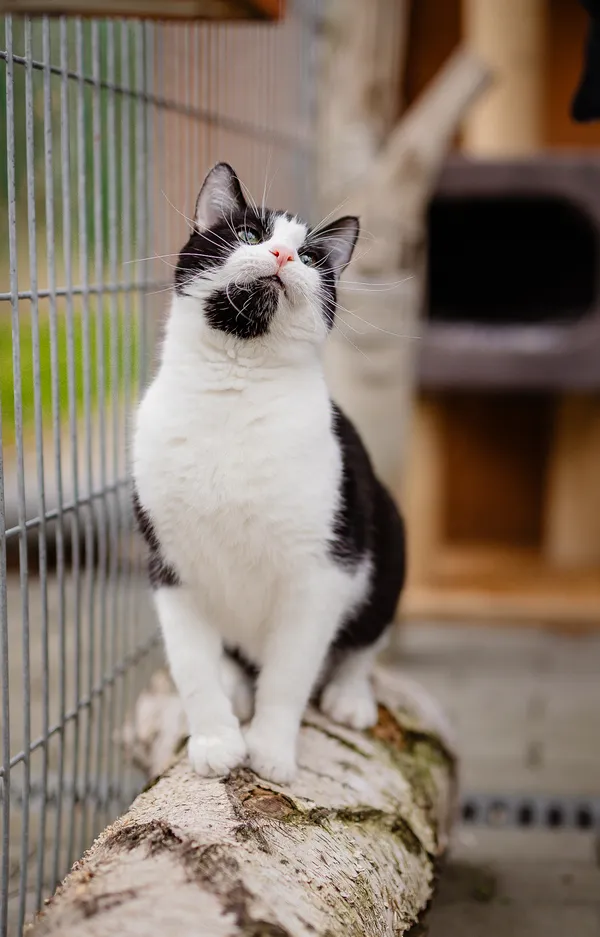 Kot do adopcji, Częstochowa, 2 września 2024 (3/5)