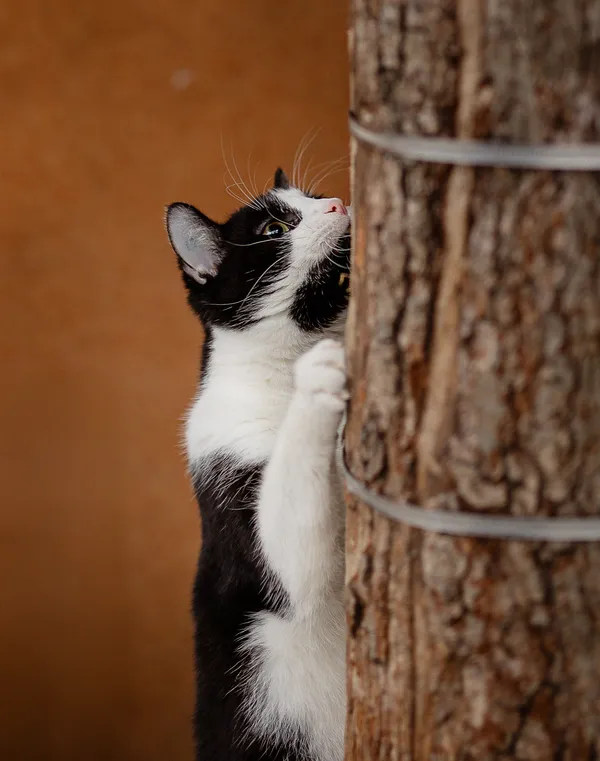 Kot do adopcji, Częstochowa, 2 września 2024 (4/5)