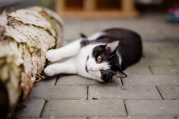 Kot do adopcji, Częstochowa, 2 września 2024 (5/5)