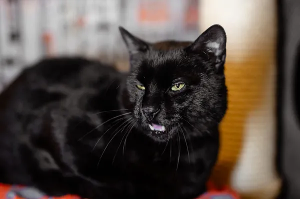 Kot do adopcji, Częstochowa, 2 kwietnia 2024 (3/5)