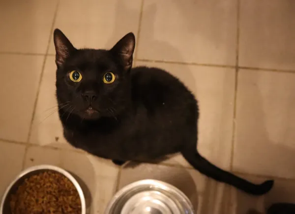 Kot do adopcji, Częstochowa, 2 kwietnia 2024 (5/5)