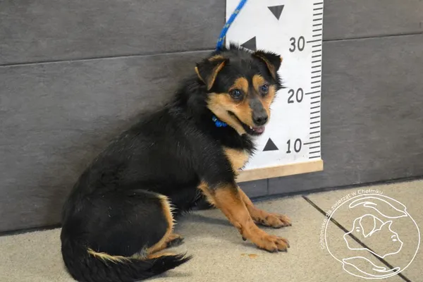 Znaleziono psa, Chełmek, 25 marca 2025