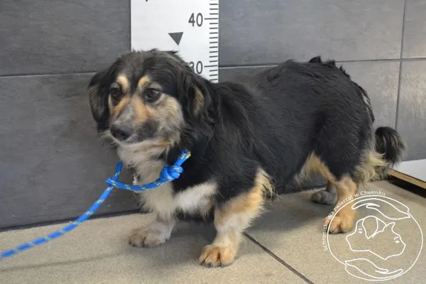 Znaleziono psa, Chełmek, 25 marca 2025