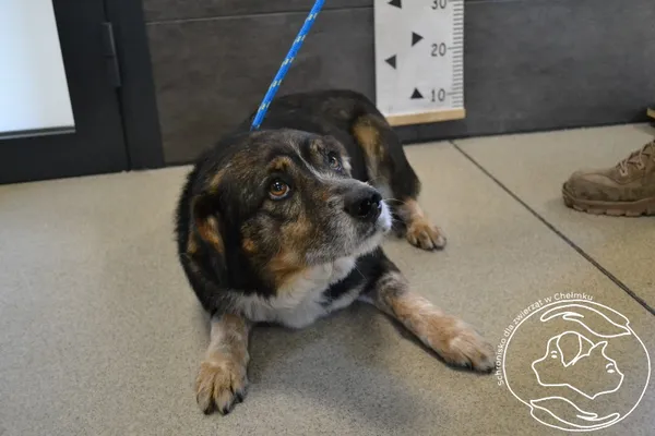 Znaleziono psa, Chełmek, 25 marca 2025