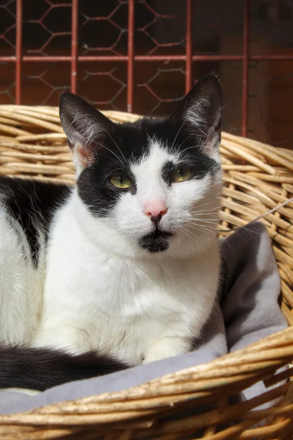 Oddam kota, Gdańsk, Zabornia, 26 marca 2025 (2/3)