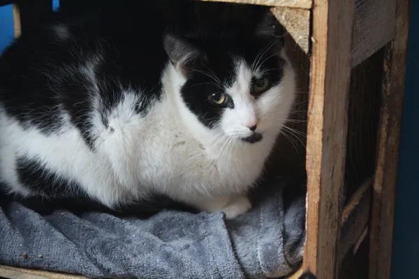 Oddam kota, Gdańsk, Zabornia, 26 marca 2025 (3/3)