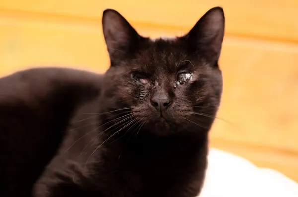 Oddam kota, Elbląg, Traugutta, 26 marca 2025 (2/3)