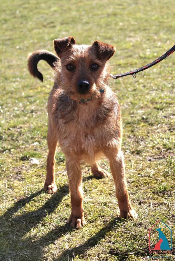 Pies do adopcji, Grudziądz, 3 marca 2025