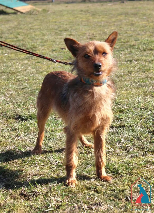 Pies do adopcji, Grudziądz, 3 marca 2025