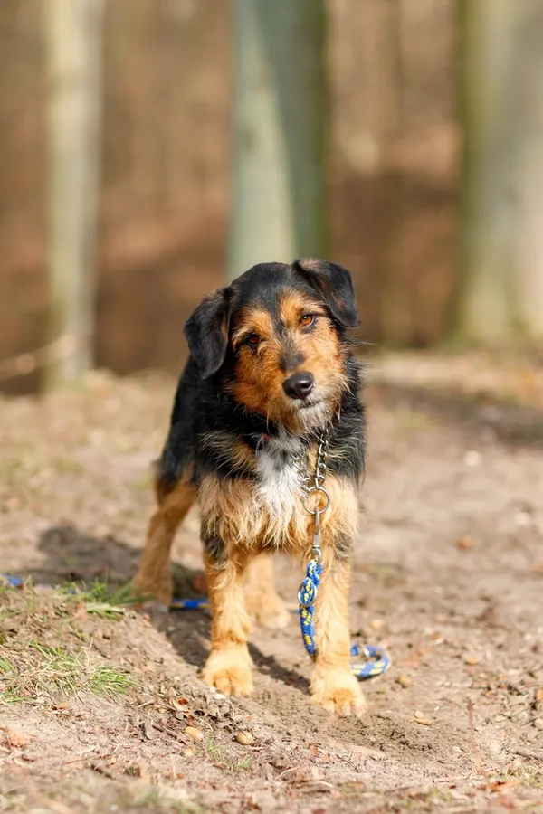 Pies do adopcji, Elbląg, 26 marca 2025 (4/5)