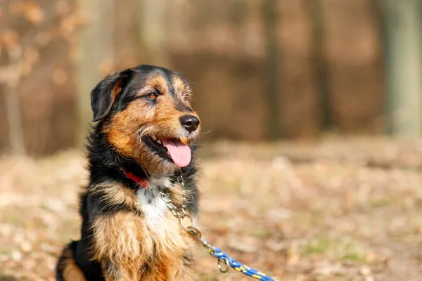 Pies do adopcji, Elbląg, 26 marca 2025 (5/5)