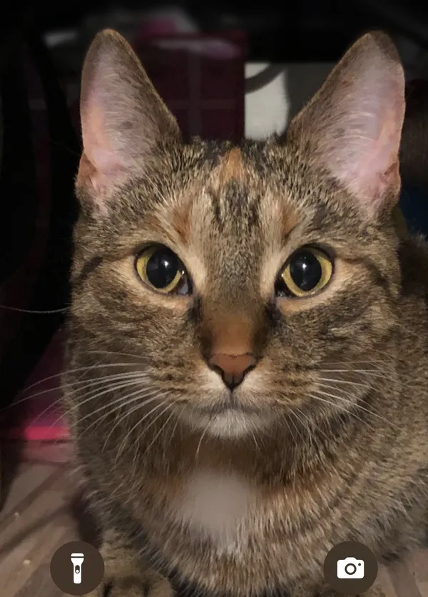 Zaginął kot, Lublin, Tatary, 26 marca 2025