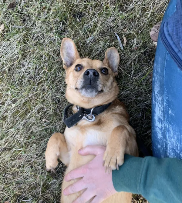 Pies do adopcji, Konin, 19 lutego 2025 (1/3)