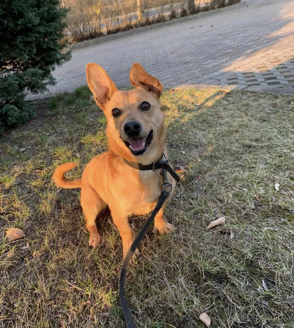 Pies do adopcji, Konin, 19 lutego 2025 (3/3)