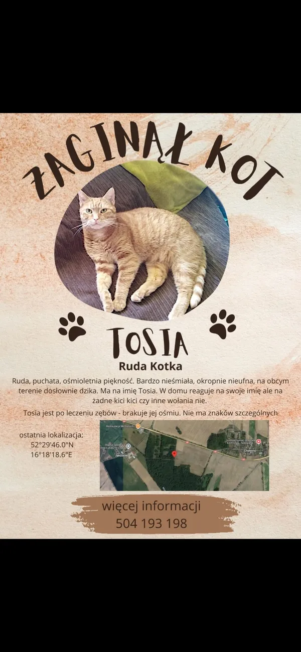 Zaginął kot, Jakubowo, 26 marca 2025 (1/5)