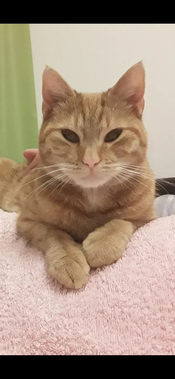 Zaginął kot, Jakubowo, 26 marca 2025 (2/5)