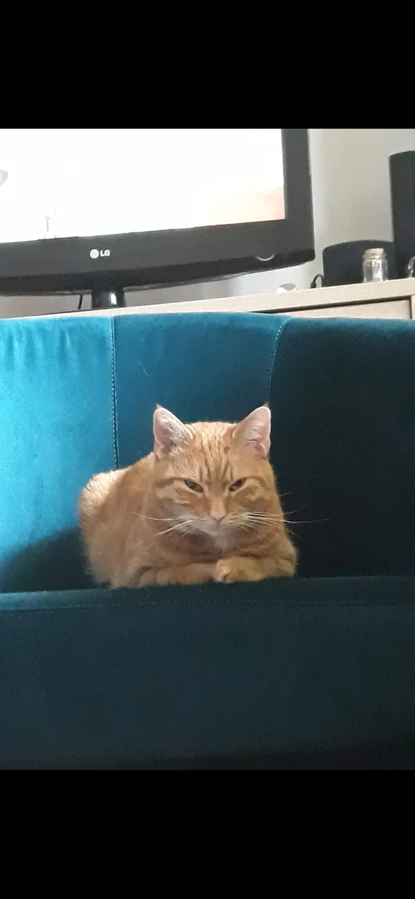 Zaginął kot, Jakubowo, 26 marca 2025 (3/5)