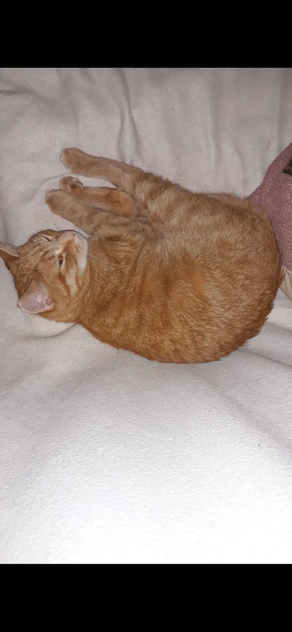 Zaginął kot, Jakubowo, 26 marca 2025 (4/5)