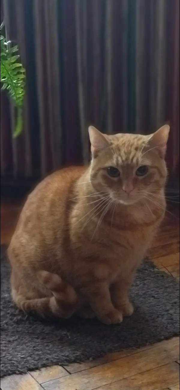 Zaginął kot, Jakubowo, 26 marca 2025 (5/5)