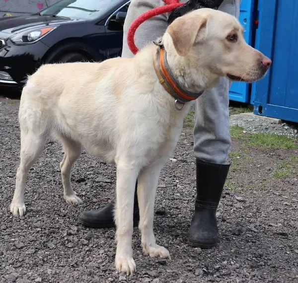 Znaleziono psa, Łódź, 25 marca 2025 (1/5)