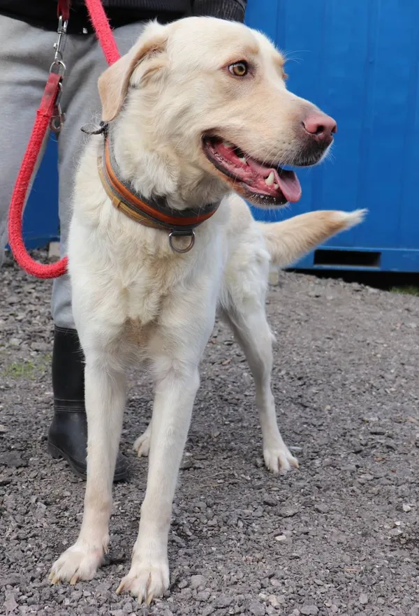 Znaleziono psa, Łódź, 25 marca 2025 (2/5)