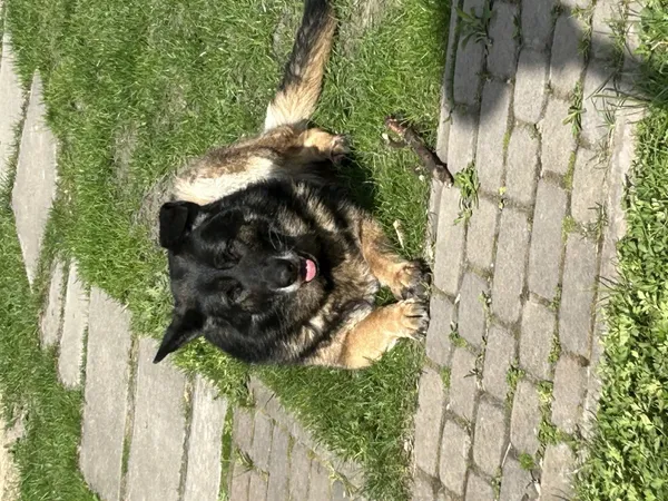 Zaginął pies, Łódź, 25 marca 2025