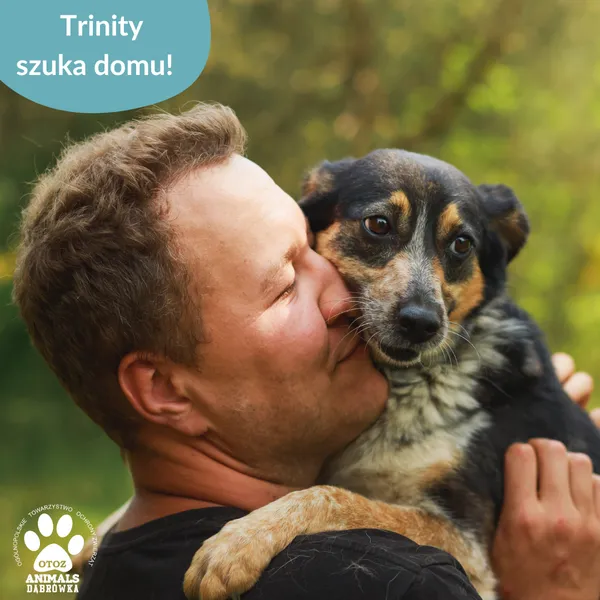 Pies do adopcji, Dąbrówka, 26 marca 2025 (1/5)