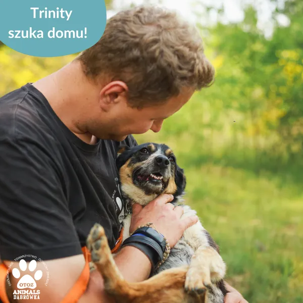 Pies do adopcji, Dąbrówka, 26 marca 2025 (3/5)