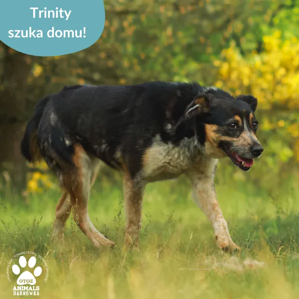 Pies do adopcji, Dąbrówka, 26 marca 2025 (4/5)