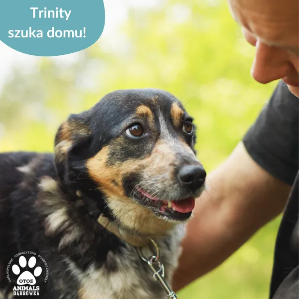 Pies do adopcji, Dąbrówka, 26 marca 2025 (5/5)