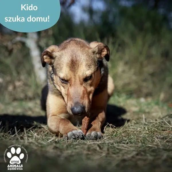 Pies do adopcji, Dąbrówka, 26 marca 2025 (4/5)