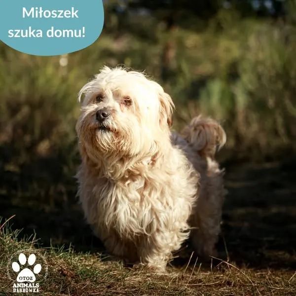 Pies do adopcji, Dąbrówka, 26 marca 2025 (2/5)